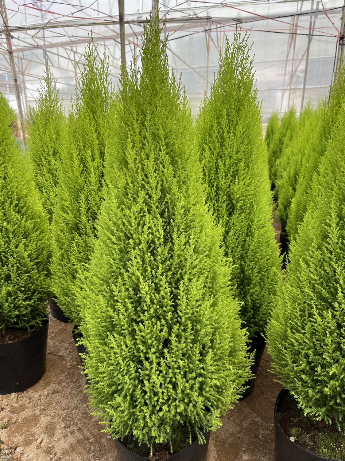 Hàng tốt. Một chút quảng cáo. 1998decor.com Chuyên nhận decor nhà, quán xá, shop, tiệc cưới, sự kiện. 1998decor.com Vintage Style