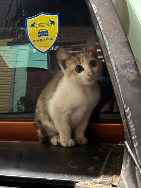 Sản phẩm đúng như hình, giao hàng đúng lịch, anh shipper thân thiện