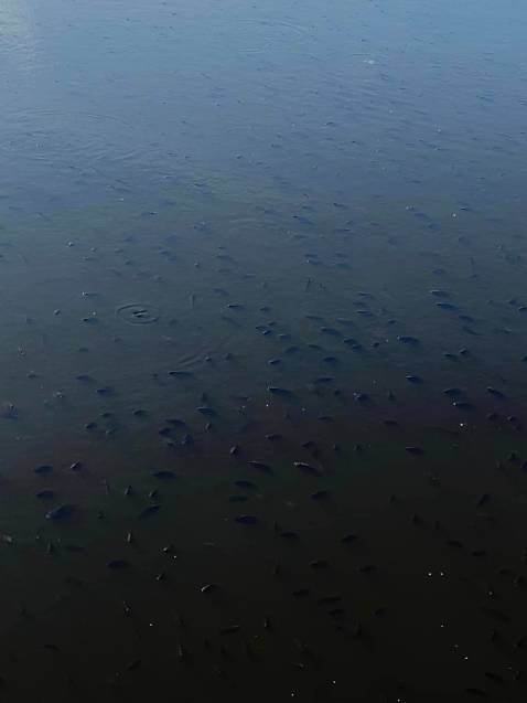 chat luong san pham tot dong goi chac chan va dep shop phuc vu chu dao