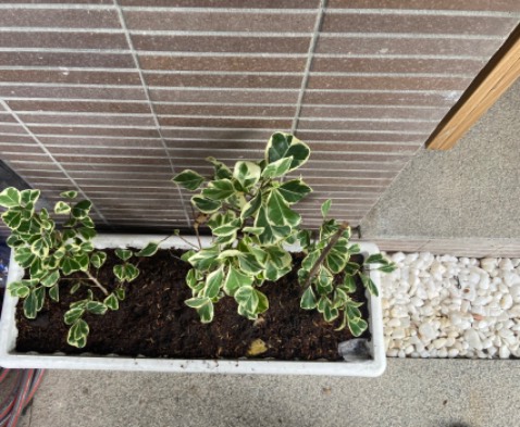 Cây nhận đc xanh, nhỏ, có 1 cây nhỏ xíu ạ