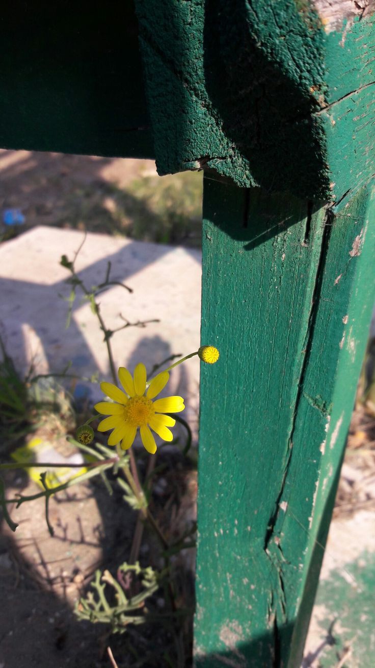 Tôi đã xem hết video, nhưng chưa từng đọc cuốn này. Tuy nhiên theo quan điểm cá nhân của mình tôi suy nghĩ đó cũng là 1 quan điểm cá nhân. Nó k phải là chân lý nên nó có thể đúng với người này và không đúng với người khác, cũng như là hoàn cảnh này và hoàn cảnh khác. Và theo tôi, chia sẻ và tập trung vào những điều tích cực là tốt nó hoàn toàn đúng đắn. Tuy nhiên nếu chỉ làm như vậy sẽ làm méo mó sự thật của xã hội. Những bọn trẻ học tiểu học đã từng nói ngây thơ với tôi rằng: "Việt Nam là đất nước an toàn nhất luôn á!" Tôi chỉ cười và nói ừ, sau này mấy đứa sẽ biết nhiều hơn nữa. Nó cũng giống như đất nước Triều Tiên, phụ nữ không có băng vệ sinh để dùng nhưng chỉ số hài lòng của người dân cũng nằm ở mức cao so với thế giới. Lý do vì sao? Chính vì *** dân mà chúng ta cứ nghĩ xã hội chúng ta là số 1! Hãy xem những video của Dưa Leo để hiểu rằng anh ấy nói rằng anh ấy đóng giả làm người xấu để nói lên những điều không tốt! Điều đó có làm xã hội tốt lên không? Có! *** lo sợ bị bóc mẽ, người dân có tri thức nhiều hơn, thật hơn và chính người dân sẽ đấu tranh cho những điều xấu đó và *** cũng sẽ thay đổi. Tuy nhiên tôi cũng đồng tình với tác giả là đừng share bởi vì bạn muốn chửi cho sướng! Mà hãy share bởi vì bạn muốn kêu gọi sự giúp đỡ và sự cải thiện tốt hơn. Tôi là 1 khán giả của Web5ngay. Tôi cũng chia sẻ những video của bạn khi tôi thấy nó thật sự cần cho những người bạn của tôi. Chính vì vậy tôi luôn comment 1 cách nghiêm túc, lịch sự mà mong muốn trên tinh thần xây dựng.