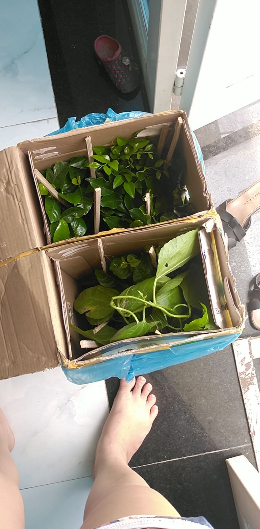 cây sống tốt lắm dù hơi nhỏ. mình trồng được gần 1 tháng rồi