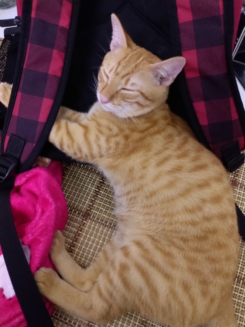 Tiki Now ship siêu nhanh, khuyến khích các bạn ở HN, SG mua gói Tiki Now để tiết kiệm tiền ship, nhất là những ng "mua hết ở Tiki" như mình! 
Còn về Royal Cannin thì ko còn gì để phàn nàn nữa rồi! Hoàng thượng nhà mình mê tít ? Tiki Now ship siêu nhanh, khuyến khích các bạn ở HN, SG mua gói Tiki Now để tiết kiệm tiền ship, nhất là những ng "mua hết ở Tiki" như mình! 
Còn về Royal Cannin thì ko còn gì để phàn nàn nữa rồi! Hoàng thượng nhà mình mê tít ?