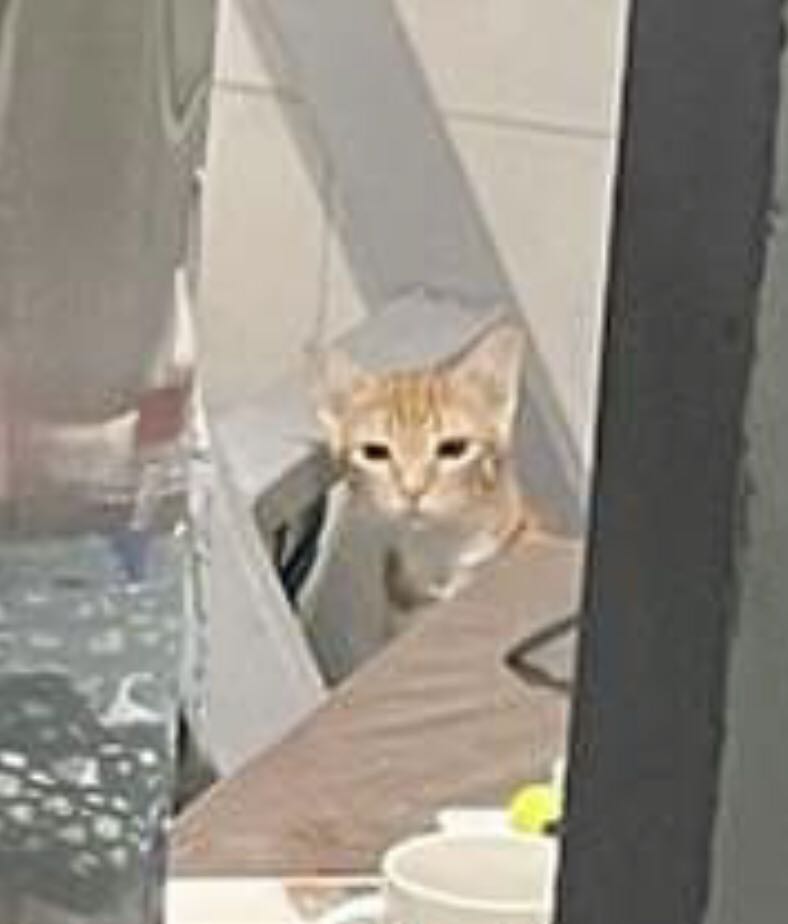 bìa sách phía sau bị rách. trên bìa nhiều vết xướt, nhìn cứ như sách cũ. mình biết là mình mua sách sale nhưng mà nhìn quyển sách buồn thật. cái bìa in con *** dễ thương vậy mà xướt tùm lum. giận hết sức nên cho 3 sao.
giấy màu vàng, đọc không bị nhức mắt, chữ in rõ nét.