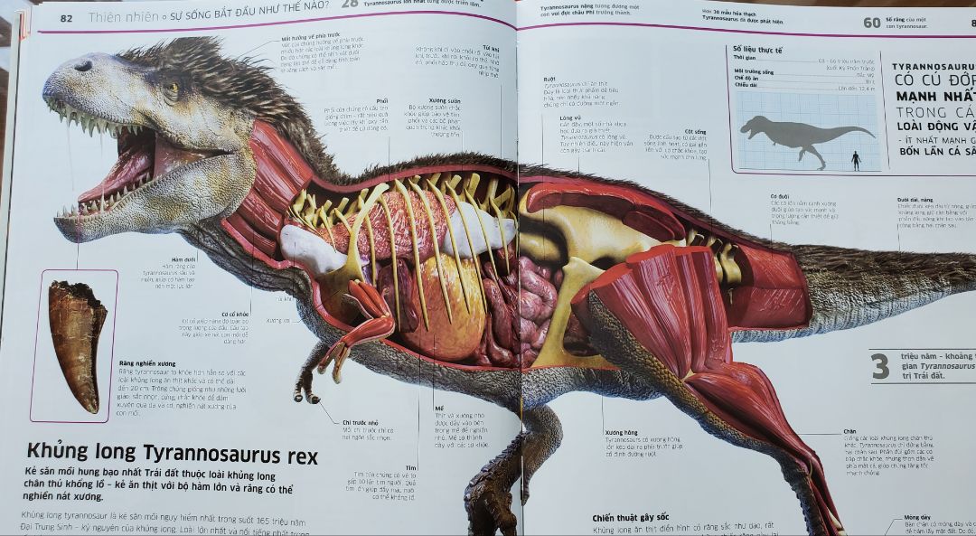 Đúng là tri thức về vạn vật ! Từ tất tần tật các thứ trên trái đất đến các hành tinh, vũ trụ, lịch sử, khoa học.... được mô tả một cách trực quan sống động và dễ hiểu. Các hình minh họa theo kiểu 3d cắt lớp giúp cho ta thấy được từ bên ngoài vào trong.Hình ảnh mô tả đẹp, ấn tượng !