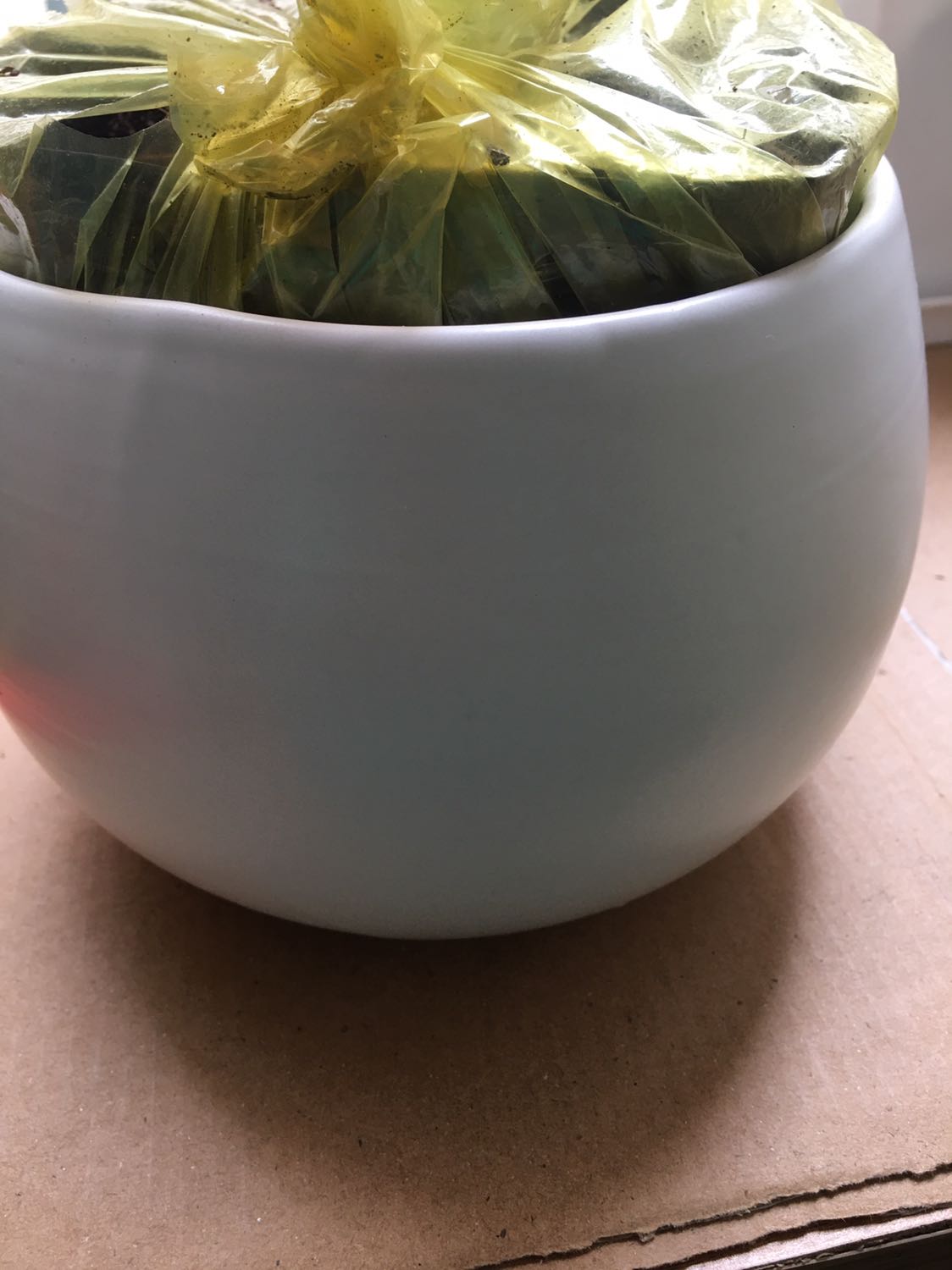 Cây còn tươi , nhưng lá k được đẹp , tạm hài lòng