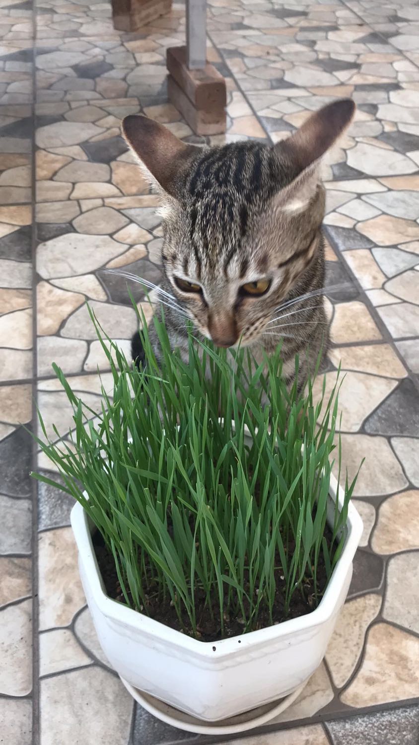 Sản phẩm chất lượng tốt!
Xanh mướt luôn, mèo nhà mình cực kỳ thích!