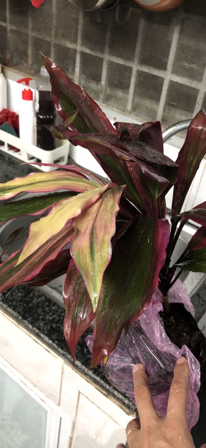 Lá bị giập nát hết . Đóng hàng không cẩn thận