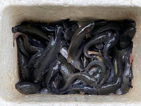 Cần rất chi là ok nhưng mà mới chia tay người yêu nen hơi buồn