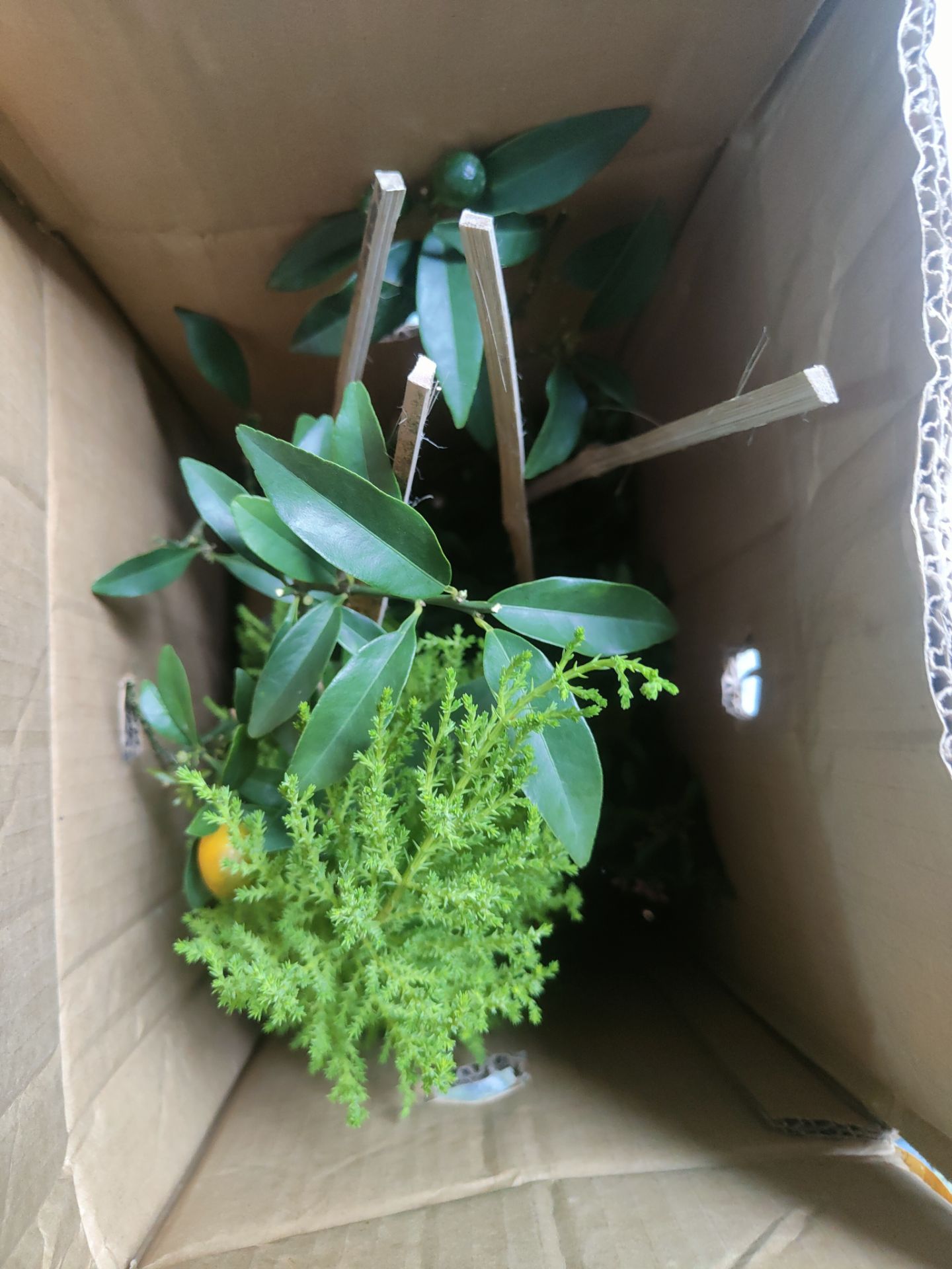 cây ổn, có 4 trái nhưng bị rơi 1 trái, nhánh hơi thưa tí nhưng có  phân bón, hy vọng chăm sóc sẽ lên tốt