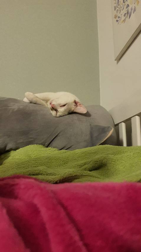 Nhà mình chỉ xài loại này vì khử mùi tốt, vón cục nhanh và ko dính chân.