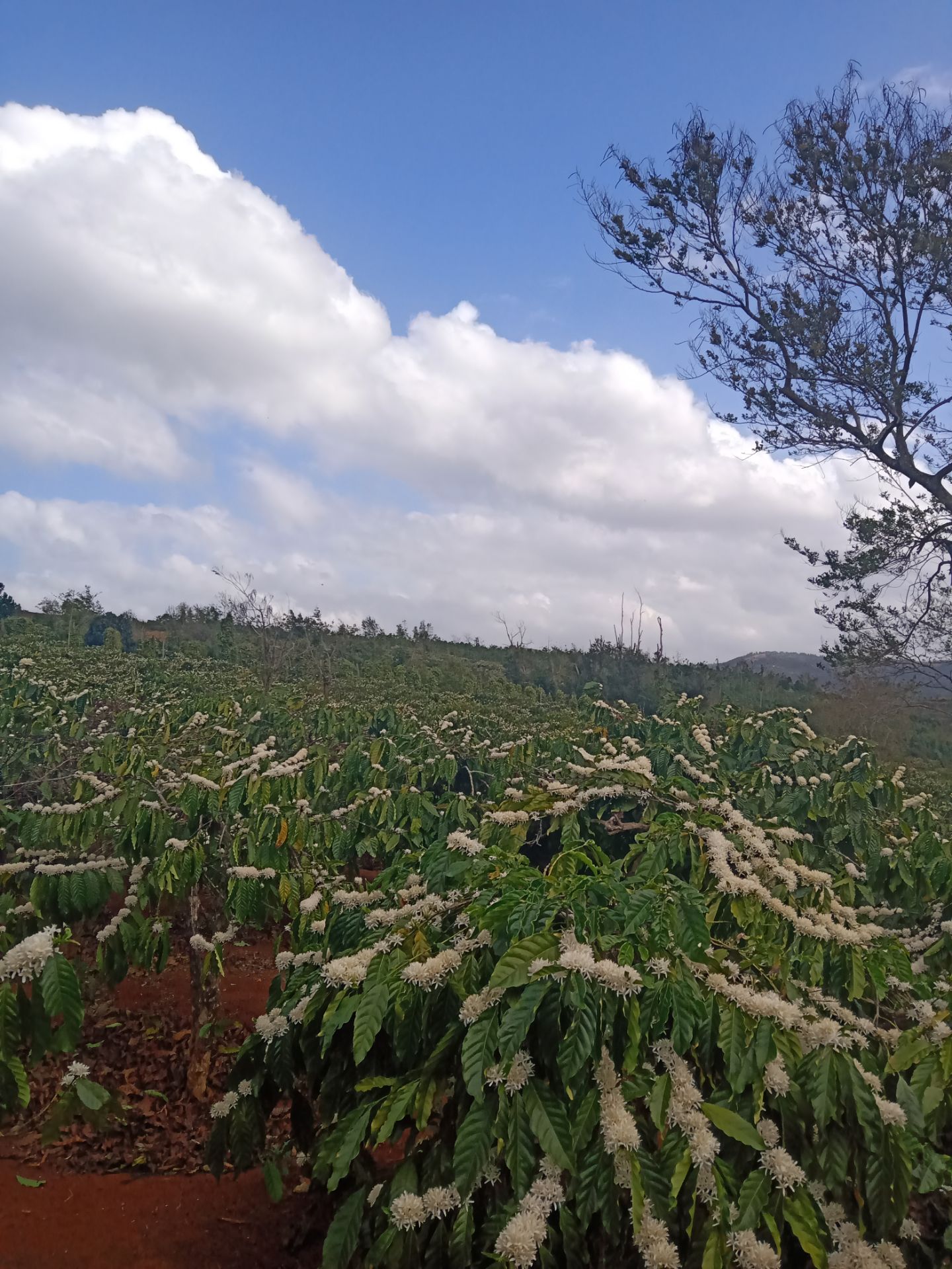 thấy cũng ổn nhưng thấy sao nắp mở ra nó dễ dàng quá ko biết chất lượng ra sao