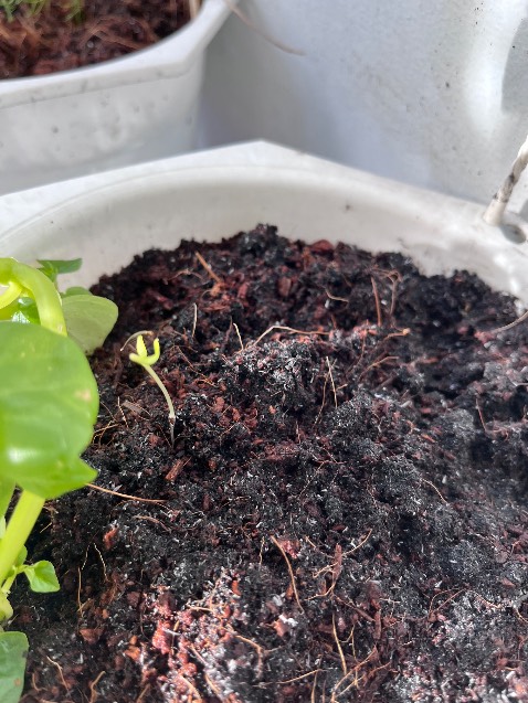 Mình mới nhận hạt hôm chiều hôm kia, hôm qua mưa quá trời. Sáng nay ngủ dậy thì các em đã nảy mầm rồi.