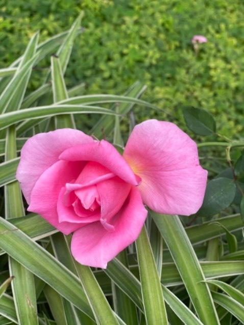 Mình ko đánh giá trên Tiki bao giờ nhưng vì quá ưng nên mình để lại đánh giá để các mẹ tham khảo. Quần rất mềm, mặc rất thoải mái các Mom nhé