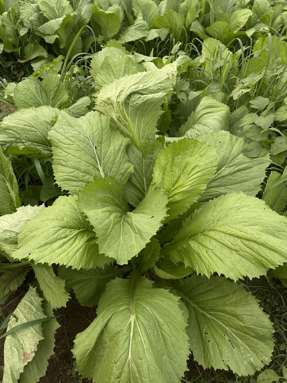 Sữa này có vị nhẫn đắng hơi khó uống nhưng có tác dụng hỗ trợ phục hồi khá tốt