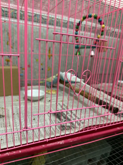 Rất tốt. Tăng giảm sáng từ từ không làm chim giật mình