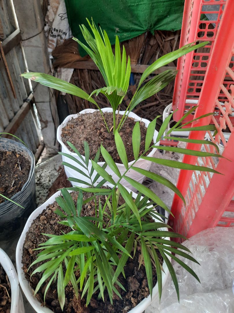 Shop giao hàng nhanh , nhưng khi đến trạm giao hàng, đã giam hàng lại nên trễ mất 3 ngày. Một trải nghiệm không hề dễ chịu tí nào .