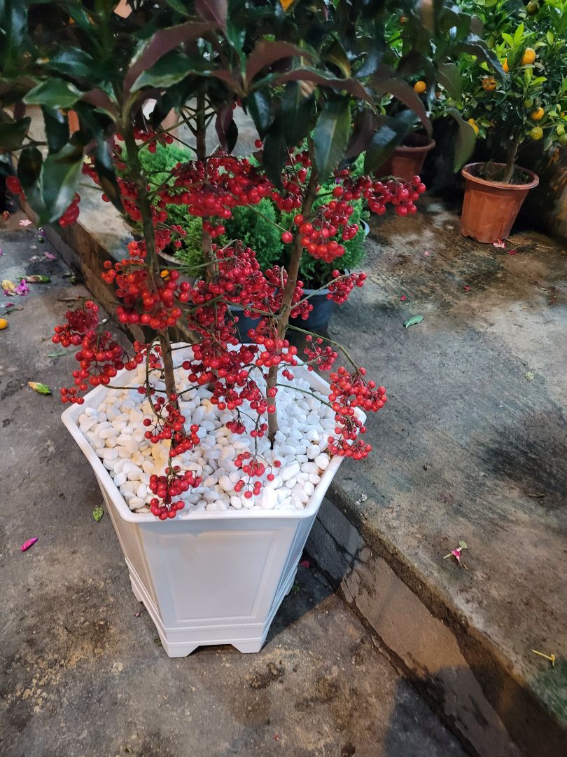 hàng giao nhanh đóng gói đẹp cảm ơn sop