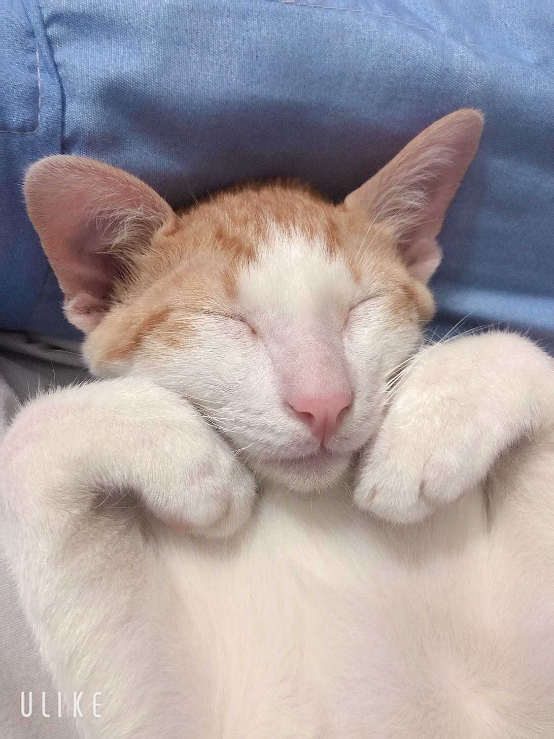 Chất lượng sản phẩm tốt, đóng gói tương đối cẩn thận, giao hàng nhanh. Mèo nhà mình rất thích ăn loại này, sẽ ủng hộ lần sau