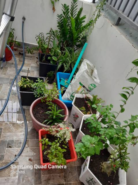 cây quá nhỏ cây quá nhỏ