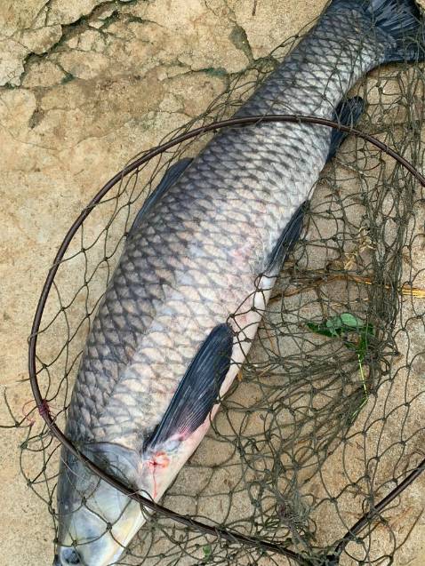 hàng rất chi là ô sờ kê