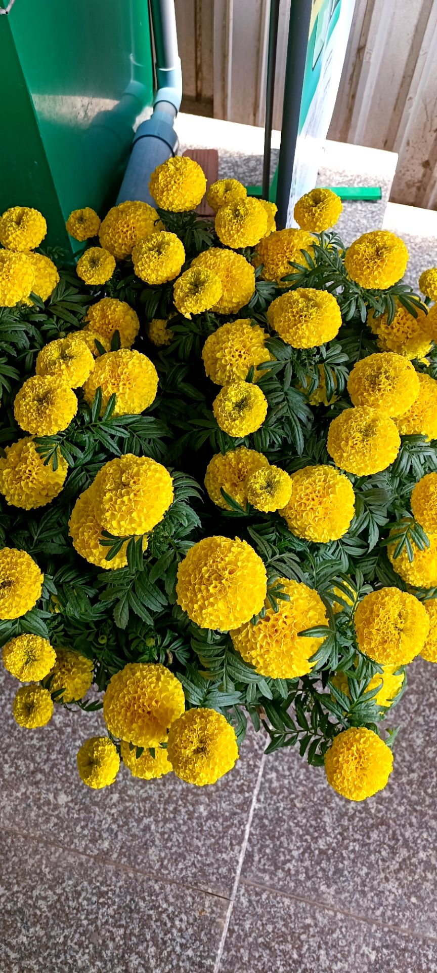 Sp tốt khá hài lòng xài hết sẽ mua thêm