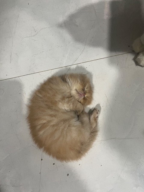 Kéo cắt bén tốt. Sẽ sử dụng lâu dài để đánh giá thêm