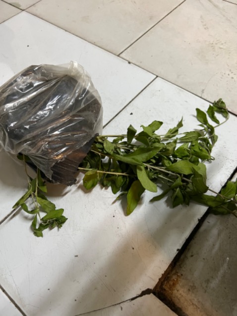 Đặt 5 bầu, có 1 bầu không có đất, nhánh thì chỉ cắm cành, không có rể, tiếc cây, cắm xuống đất cũng không sống được. Để xem các bầu còn lại thế nào.