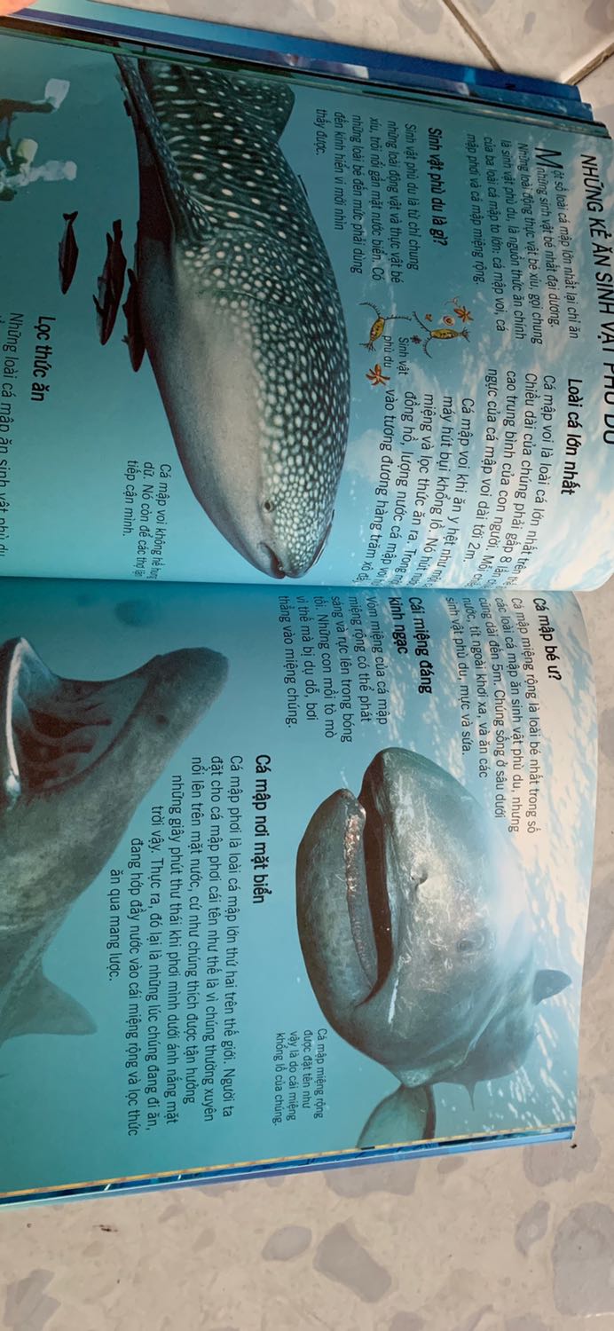 Sách đẹp, trang giấy dày, in ấn sắc nét. Nội dung chỉ tổng quan về các loài cá mập. Tuy nhiên đối với các bé thì kiến thức chung như vậy là ok rồi.