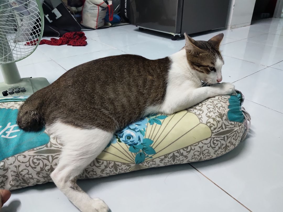 Quý dị thân mến! 
Tui cũng mua nhiều lần rồi, nhưng chưa lần nào dám thử hết. Tui có hỏi con mèo tui xem thức ăn tui mua cho nó có hợp khẩu vị không, thấy ăn có đc ngon miệng ko. 
Quý dị ạ, ngoài cả mong đợi, vì tui biết mèo đâu biết nói chuyện, không ngờ nó trả lời tui một câu xanh rờn : MÉOW!!! 
Tui định hỏi thêm méo là méo thế nào,  để còn biết mà mua thứ khác, thế mà nó nói méo mà nó vẫn ăn, quý dị thấy cái bụng bó bự như vậy là vì mấy bao thức ăn của tui cho nó như là đổ bao cát xuống cái vực sâu vậy, không bao giờ đầy.  
Buồn nó cũng ăn,  zui nó cũng ăn,  đói bụng cũng ăn,  khát nước cũng ăn, đi ị xong cũng ăn...  bất chấp thời gian, không gian.  
Nói chung giá cũng hợp lí,  và tiện lợi với 20 bọc nhỏ. Tui thấy ổn,  nhưng con mèo cứ bảo méo hoài.  
thật tình tôi không hiểu nổi. Tôi sẽ làm việc lại với con mèo của tui.  
Cảm ơn quý dị đã quan tâm rì vêu.  
Xin chào tạm biệt và hẹn gặp lại.  
P/s mèo tui mèo đực,  tên NGƯ,  bụng bự, nên cô hàng xóm hiểu lầm tưởng có bầu hoài luôn.