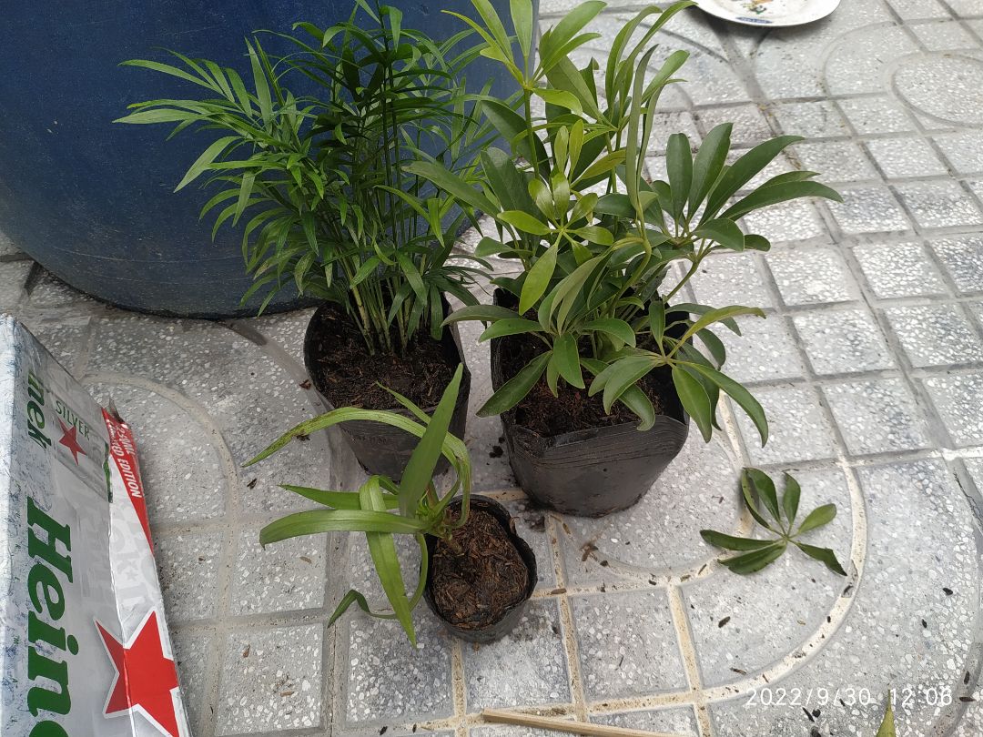 giao nhanh, cây giao tới còn tươi, bị gãy 1 cái lá