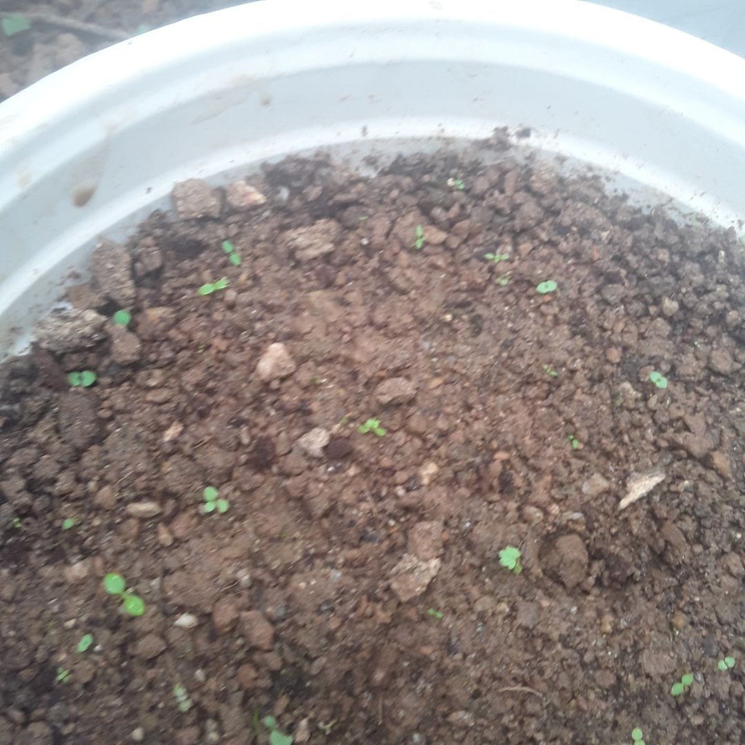 giao hàng nhanh mà hạt nảy 
mầm k đều