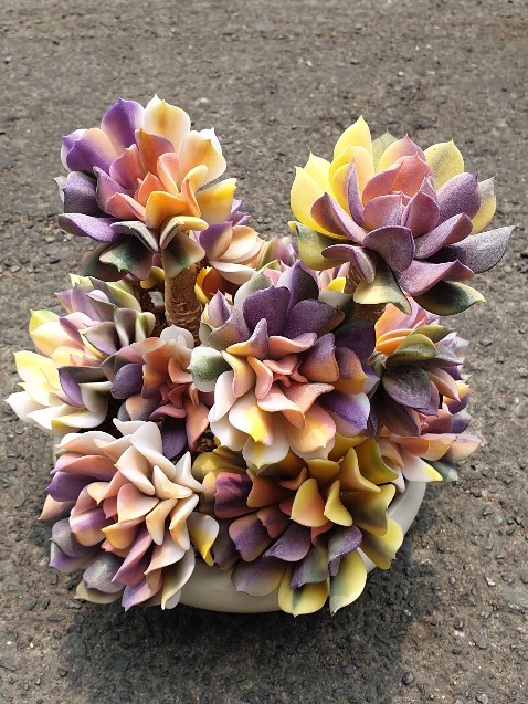 ok đẹp lắm nhe bạn tặng nên ko có hìn ảmh