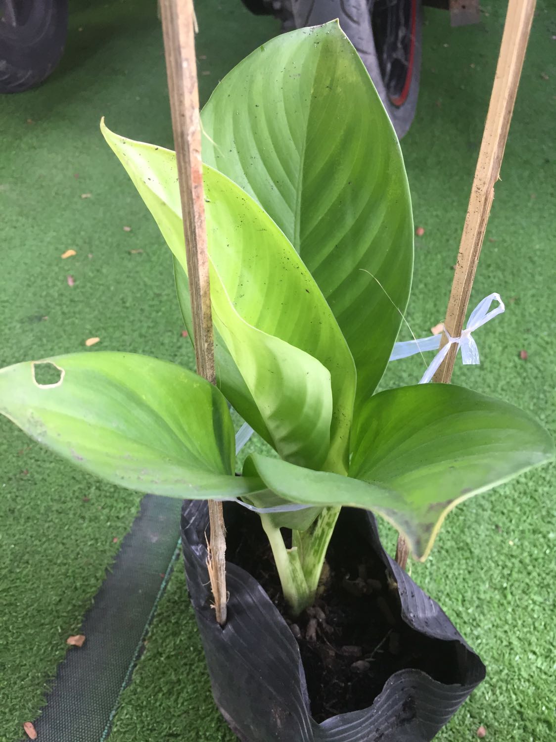 Cây đóng gói cẩn thận, nhưng giao trể hơn kế hoạch