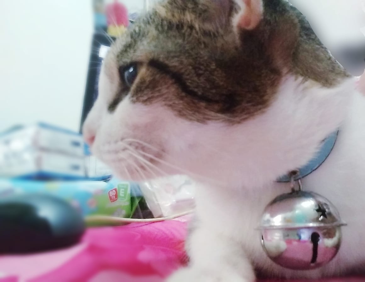 Ship hàng nhanh hơn thời gian dự kiến. Mình nhận được màu xanh da trời rất đẹp, có điều chuông bị trầy một chút.