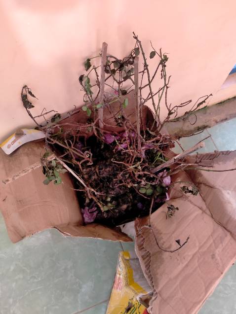 Lịch giao thứ tư 08/02/2023 nhưng tới thứ 7 (11/02/2023) mới giao. Hàng nhận được thành như vầy