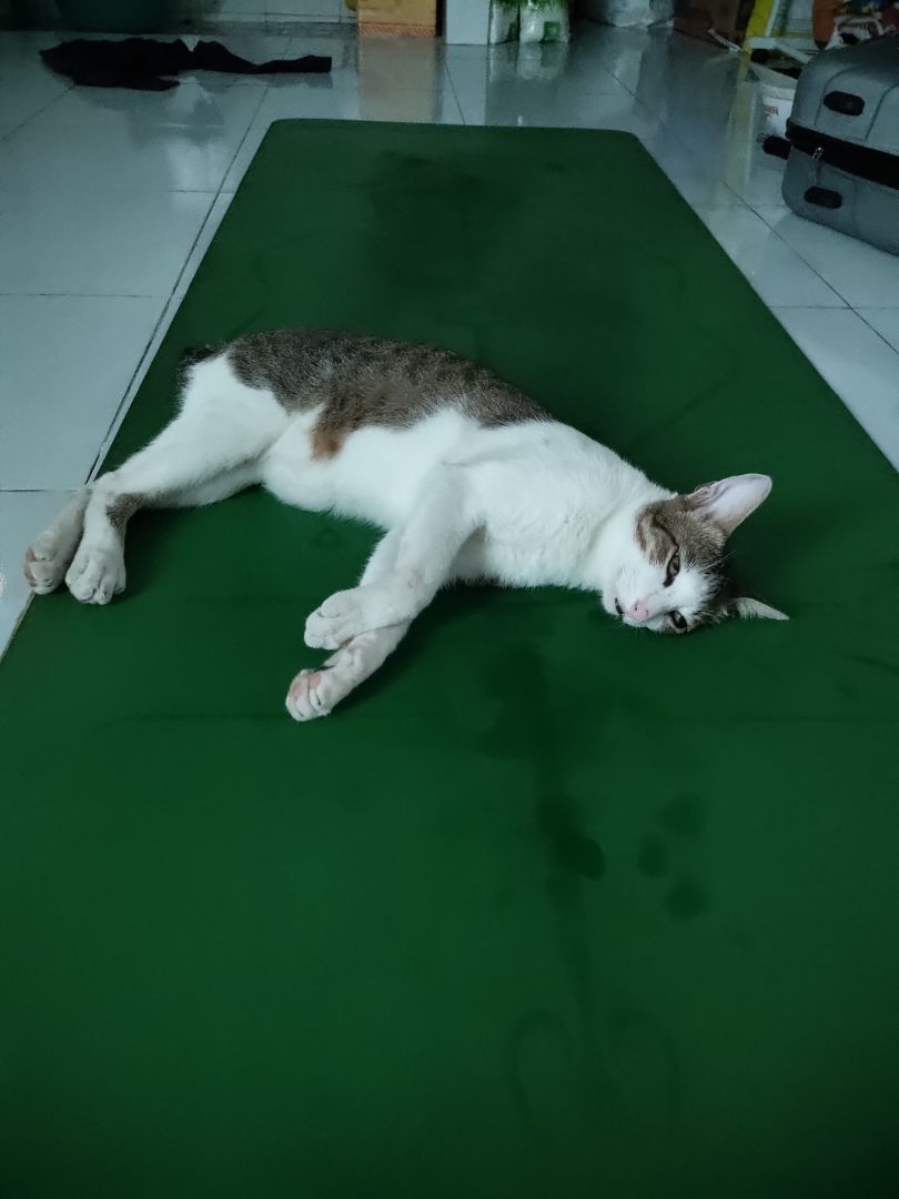 Quý dị thân mến! 
Tui cũng mua nhiều lần rồi, nhưng chưa lần nào dám thử hết. Tui có hỏi con mèo tui xem thức ăn tui mua cho nó có hợp khẩu vị không, thấy ăn có đc ngon miệng ko. 
Quý dị ạ, ngoài cả mong đợi, vì tui biết mèo đâu biết nói chuyện, không ngờ nó trả lời tui một câu xanh rờn : MÉOW!!! 
Tui định hỏi thêm méo là méo thế nào,  để còn biết mà mua thứ khác, thế mà nó nói méo mà nó vẫn ăn, quý dị thấy cái bụng bó bự như vậy là vì mấy bao thức ăn của tui cho nó như là đổ bao cát xuống cái vực sâu vậy, không bao giờ đầy.  
Buồn nó cũng ăn,  zui nó cũng ăn,  đói bụng cũng ăn,  khát nước cũng ăn, đi ị xong cũng ăn...  bất chấp thời gian, không gian.  
Nói chung giá cũng hợp lí,  và tiện lợi với 20 bọc nhỏ. Tui thấy ổn,  nhưng con mèo cứ bảo méo hoài.  
thật tình tôi không hiểu nổi. Tôi sẽ làm việc lại với con mèo của tui.  
Cảm ơn quý dị đã quan tâm rì vêu.  
Xin chào tạm biệt và hẹn gặp lại.  
P/s mèo tui mèo đực,  tên NGƯ,  bụng bự, nên cô hàng xóm hiểu lầm tưởng có bầu hoài luôn.