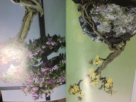 Sách có nhiều ảnh đẹp về cây bonsai! Nội dung ngắn gọn dễ hiểu!