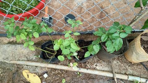 Cây đẹp rất ok cảm ơn shop ạ