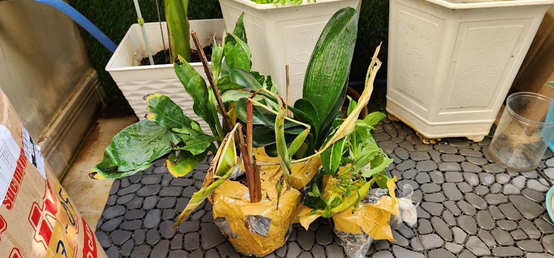 nát bét, chọn cây xấu quá