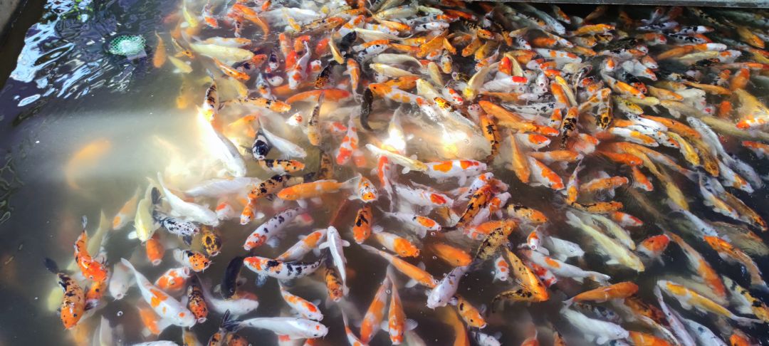 cực kì hài lòng