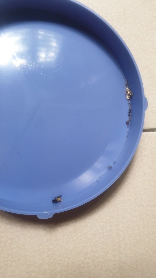 Đây là thành quả để từ 6g tối đến 6g sáng. Không biết có phải do muỗi bị đốt cháy khét hay ít bị đèn thu hút mà không thấy xác muỗi nhiều. Nói chung đèn hoạt động ok, đã thử nghiệm gần 1 tháng