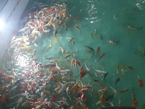 Ngoài các cơ hội kích cầu du lịch được Bộ Giáo dục và Tổng cục Du lịch Thái Lan đề cập, một số cư dân mạng lưu ý rằng, trong khi du khách nước ngoài thích thú với việc mặc đồng phục học sinh, một số học sinh Thái Lan, bao gồm cả phong trào "Học sinh hư", đang phản đối việc bắt buộc mặc đồng phục.