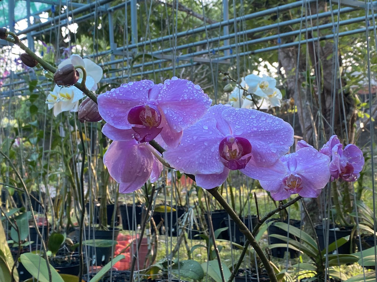 Sản phẩm oke, đẹp. Shop đóng gói cẩn thận, giao hàng nhanh.