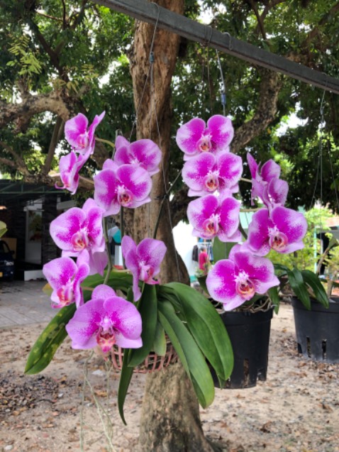 Thơm dễ chịu. Giao hàng nhanh. Hình minh hoạ nha. Thơm dễ chịu. Giao hàng nhanh. Hình minh hoạ nha.