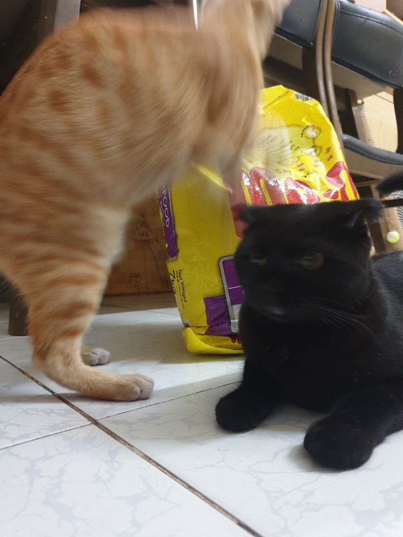 hạt này và catrang thấy giá tốt nhưng chất lượng ok. mèo khoái khẩu. me_0 có 3 vị nên thay đổi khẩu vị cũng ok. hạt này và catrang thấy giá tốt nhưng chất lượng ok. mèo khoái khẩu. me_0 có 3 vị nên thay đổi khẩu vị cũng ok.