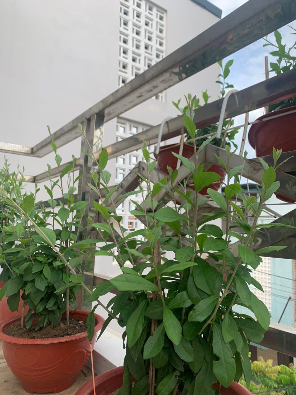 Đã nhận hàng rất, lên rất đẹp. Cảm ơn shop