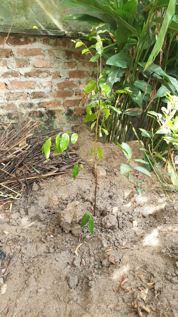 Sản phẩm (cây xanh) chất lượng tốt dù được gửi từ Tp. HCM ra HN