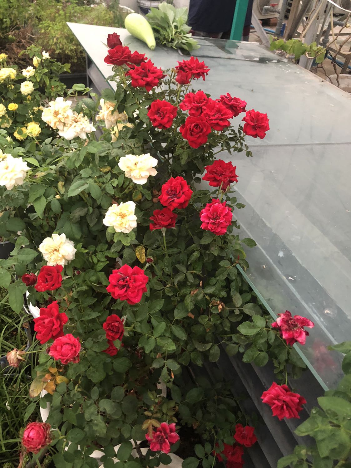 Êm, cao thêm được 4cm, mang trong văn phòng kêu bộp bộp nên không mang nữa Êm, cao thêm được 4cm, mang trong văn phòng kêu bộp bộp nên không mang nữa