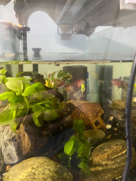 Sao mấy hộp này cá nhà mình không chịu ăn Sao mấy hộp này cá nhà mình không chịu ăn